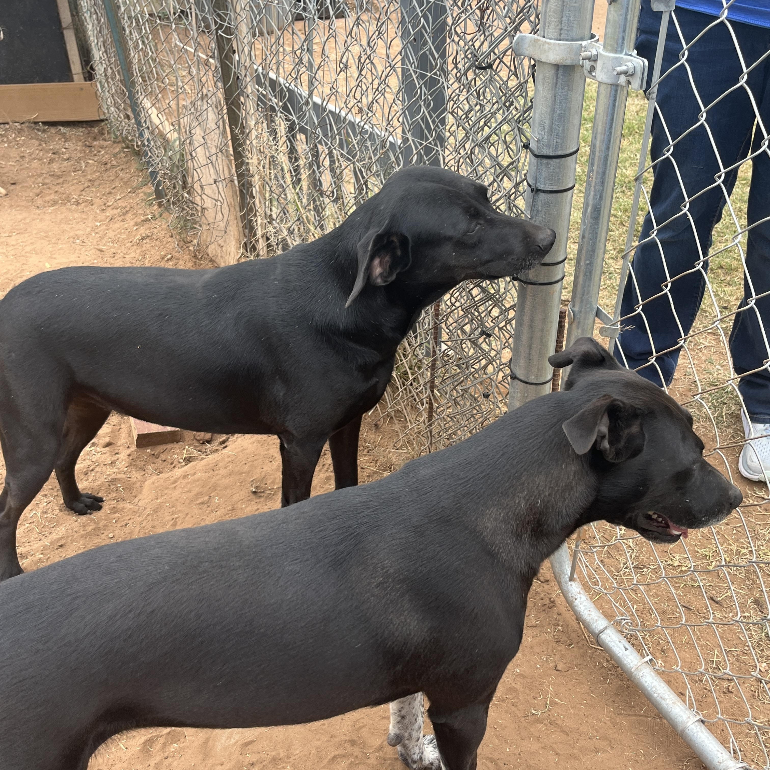 Rhoda, a Adoptable mixed breed in Levelland, TX image 3/6