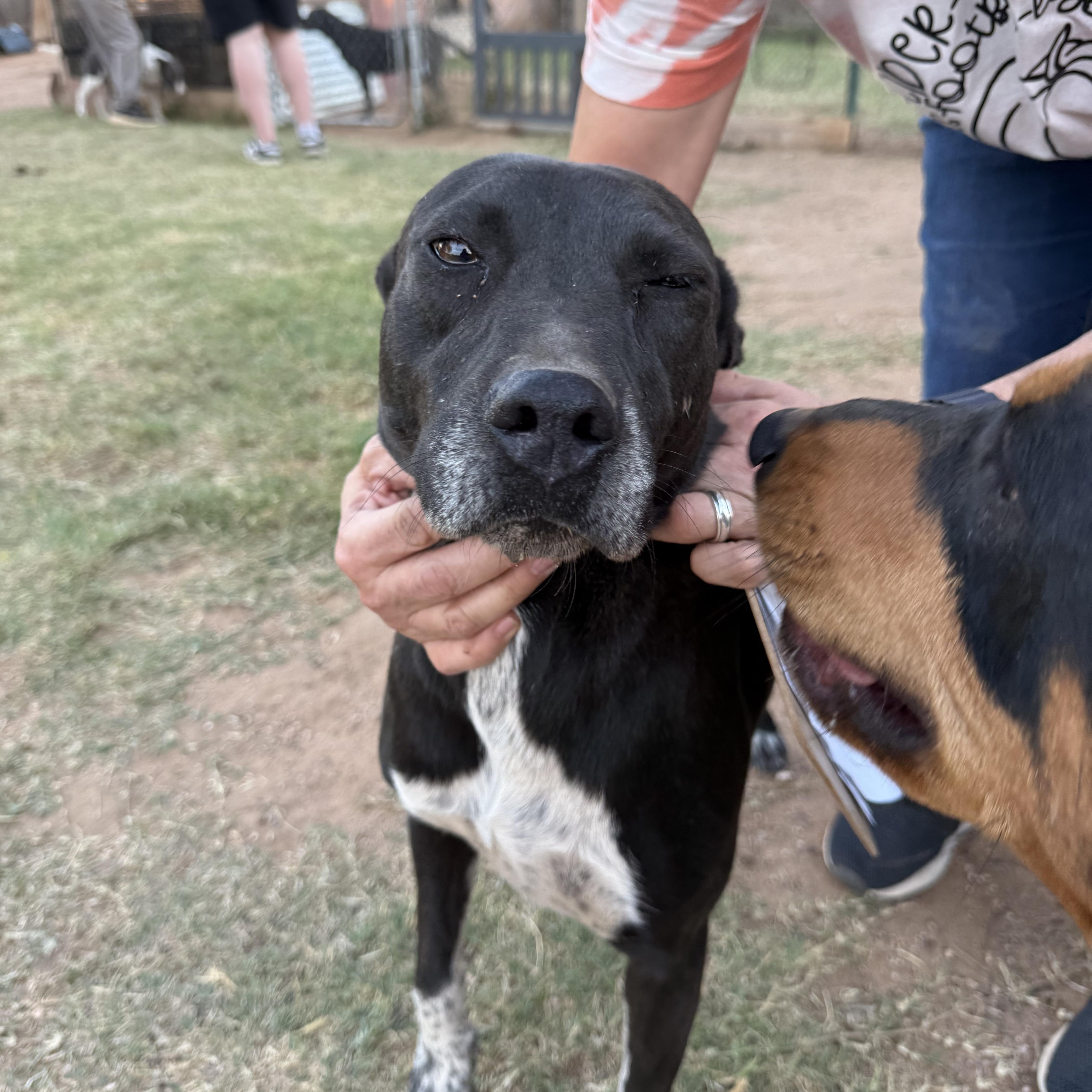 Rhoda, a Adoptable mixed breed in Levelland, TX image 6/6