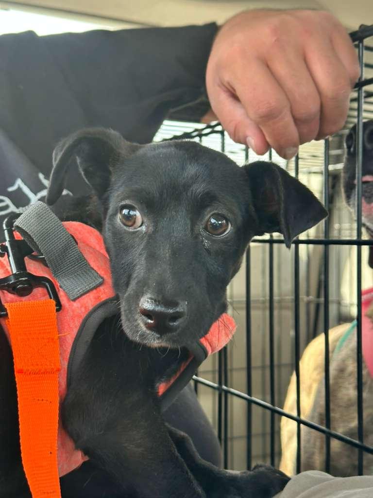 Denzel, a ADOPTABLE mixed breed in Nogales, AZ image 1/5