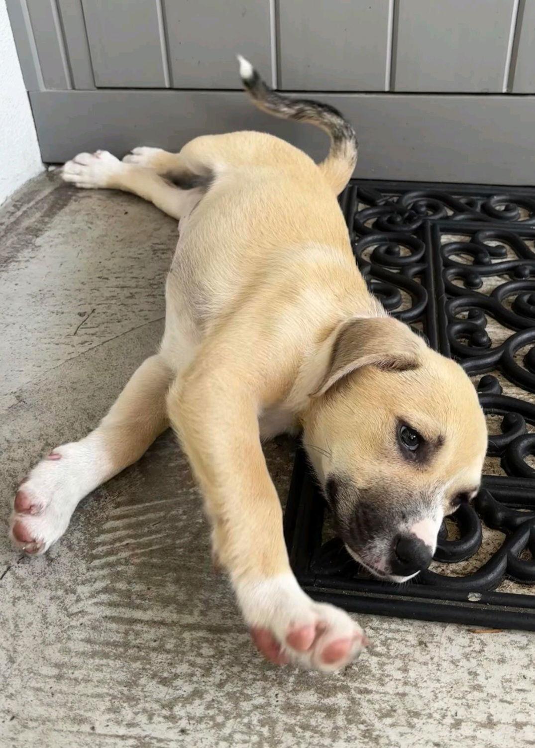 Enlarge Dior, a Adopted mixed breed in Sanford, FL image 1/2