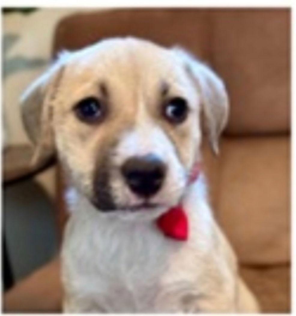 Enlarge Dior, a Adopted mixed breed in Sanford, FL image 2/2