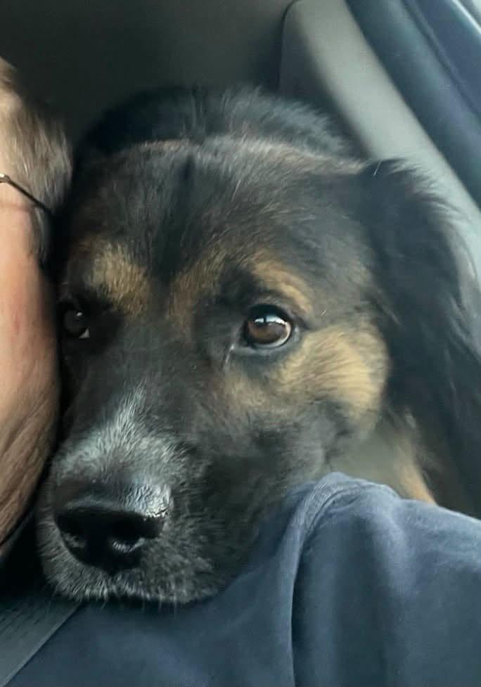 Ronnie, Adoptable, Young Male Australian Shepherd.