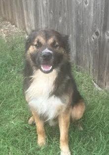 Enlarge Ronnie, a Adoptable Australian Shepherd in Winter Park, CO image 2/2
