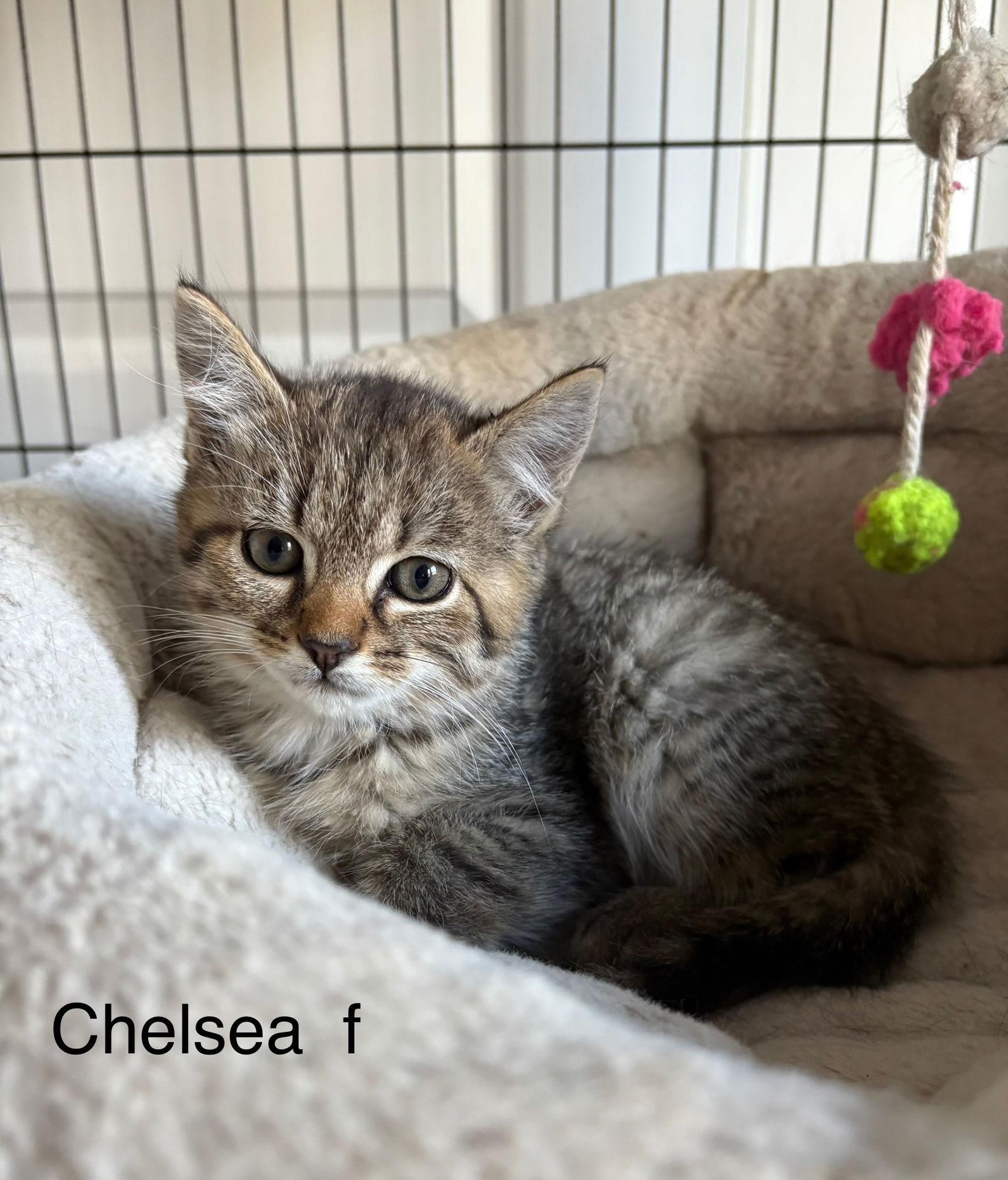 Chelsea, Adoptable, Kitten Female Domestic Short Hair.