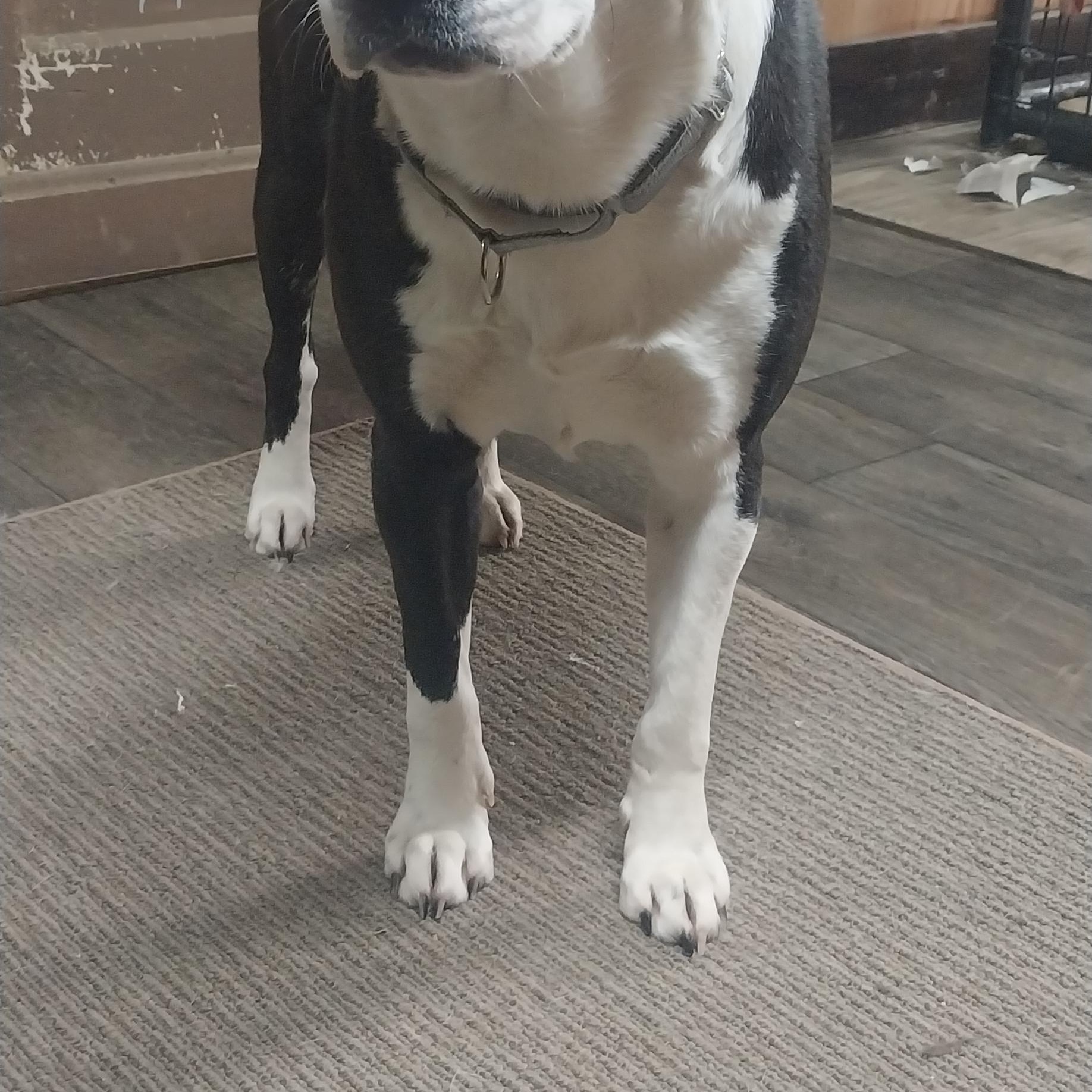 SHELBY, a ADOPTABLE mixed breed in Louisville, OH image 2/3