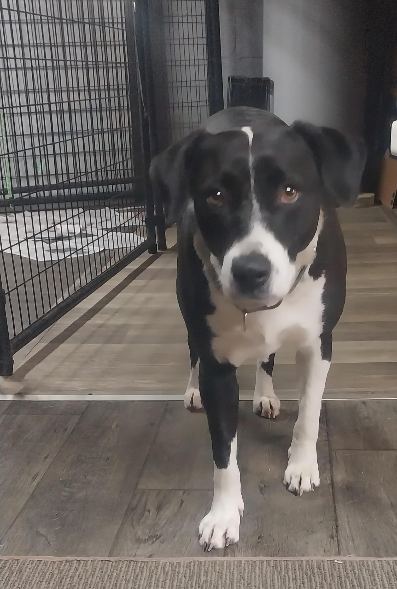 SHELBY, ADOPTABLE, Adult Female Border Collie.