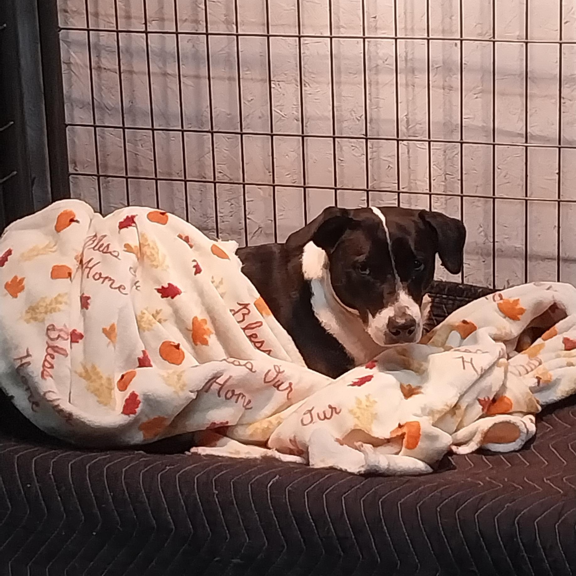 SHELBY, a ADOPTABLE mixed breed in Louisville, OH image 3/3