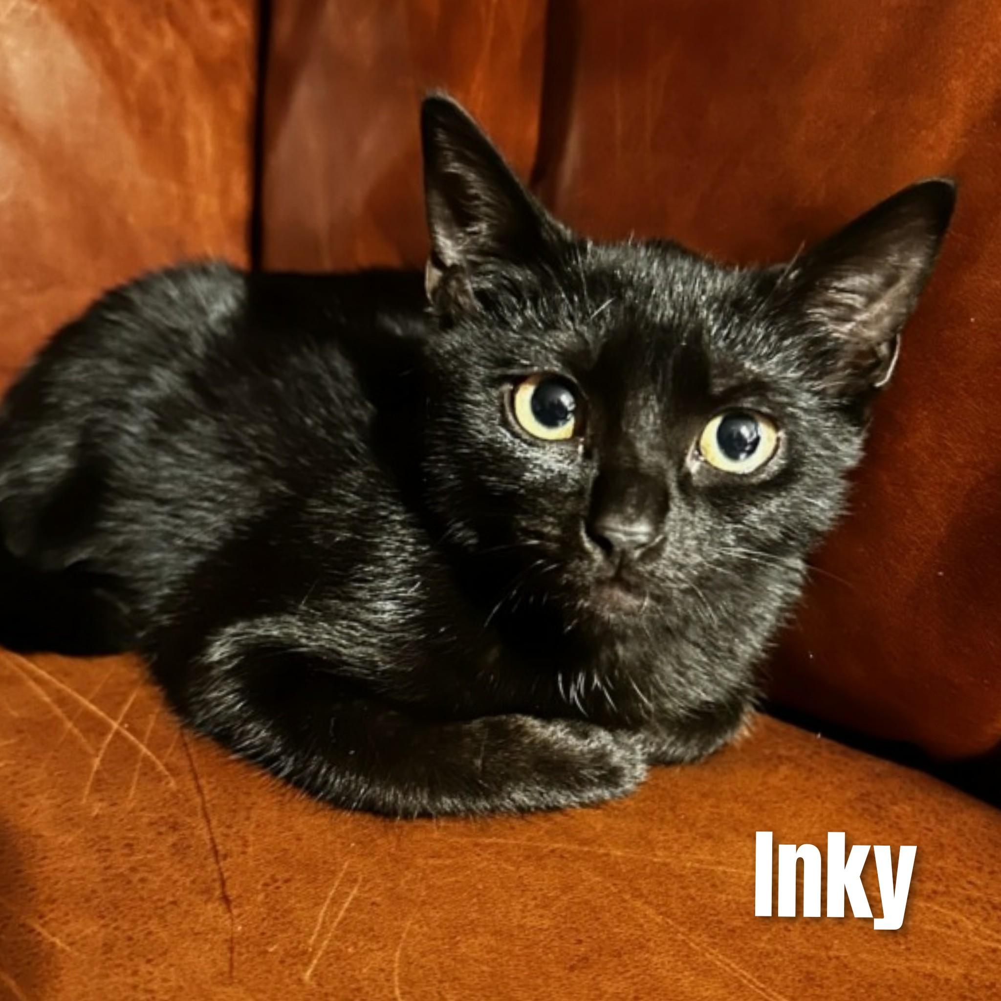 Inky, Adoptable, Kitten Female Domestic Short Hair.