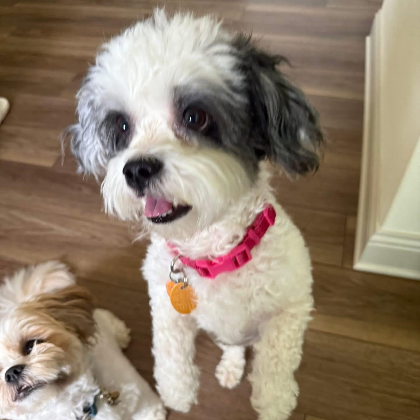 Lucy Lu, adopted, Young Female Shih poo.