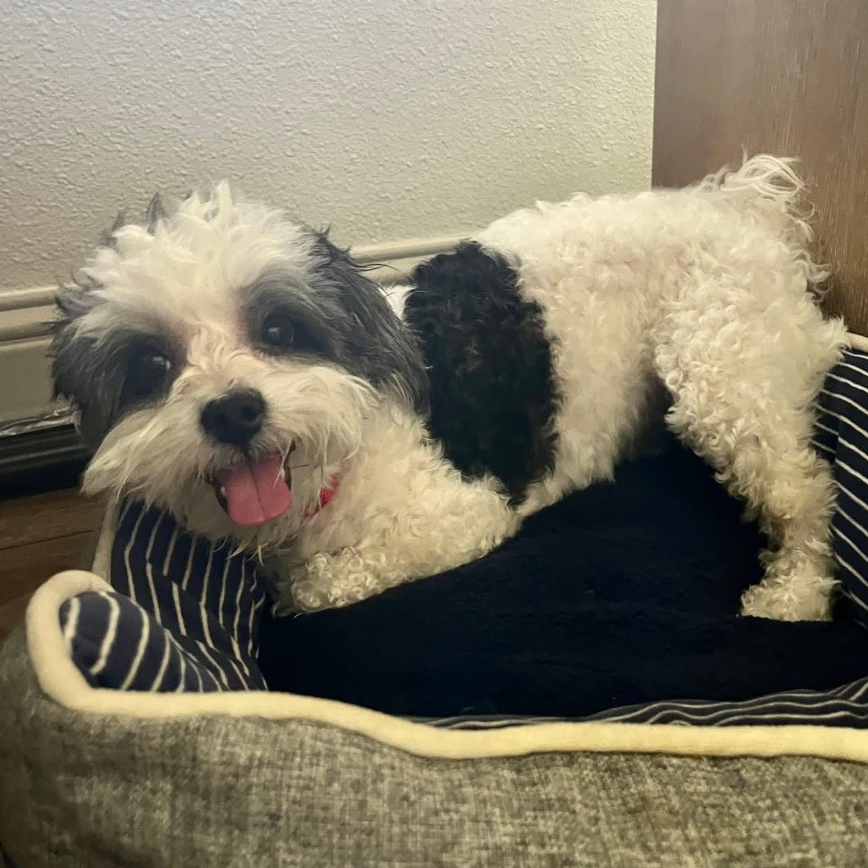 Lucy Lu, an adopted Shih poo in Plano, TX image 3/4