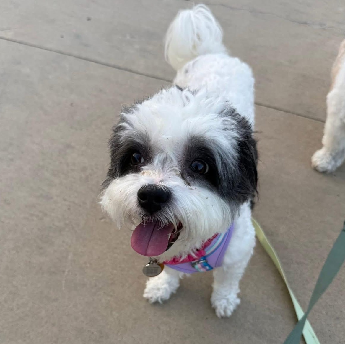 Lucy Lu, an adopted Shih poo in Plano, TX image 4/4