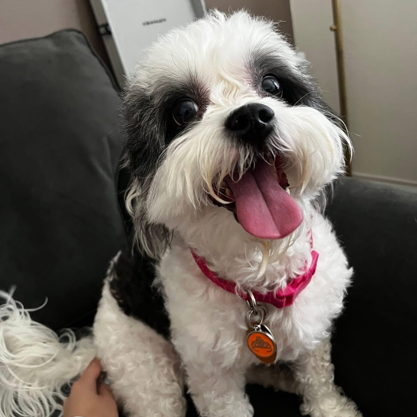 Lucy Lu, an adopted Shih poo in Plano, TX image 2/4