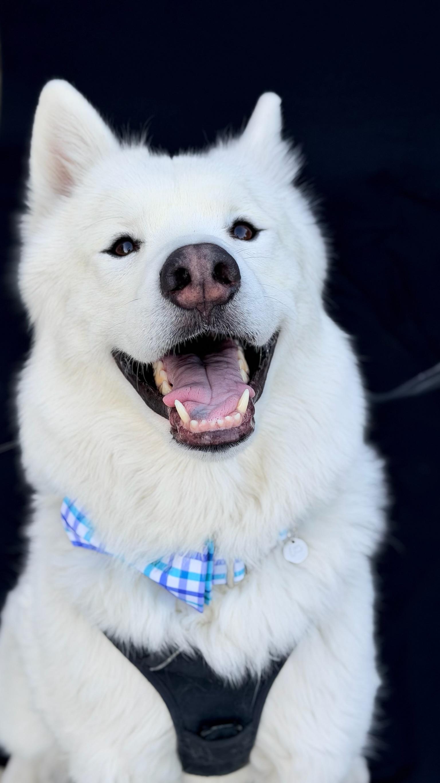 Enlarge Rowan, a Adoptable mixed breed in santa monica, CA image 5/5