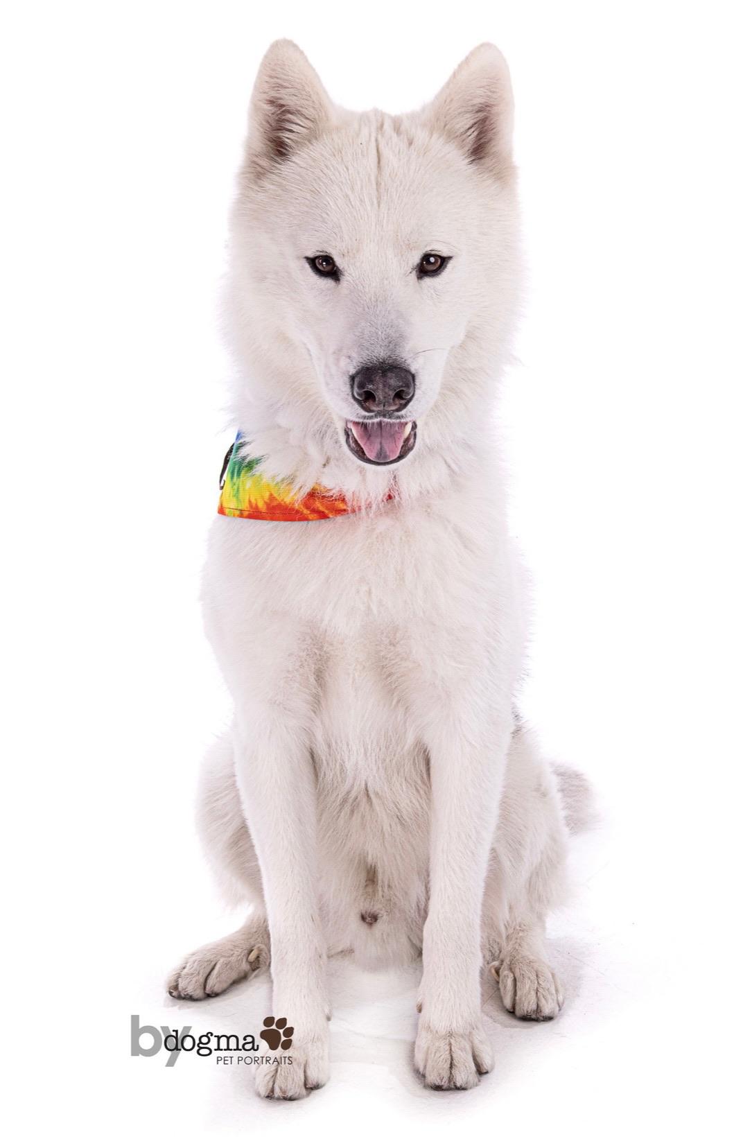 Enlarge Rowan, a Adoptable mixed breed in santa monica, CA image 2/5