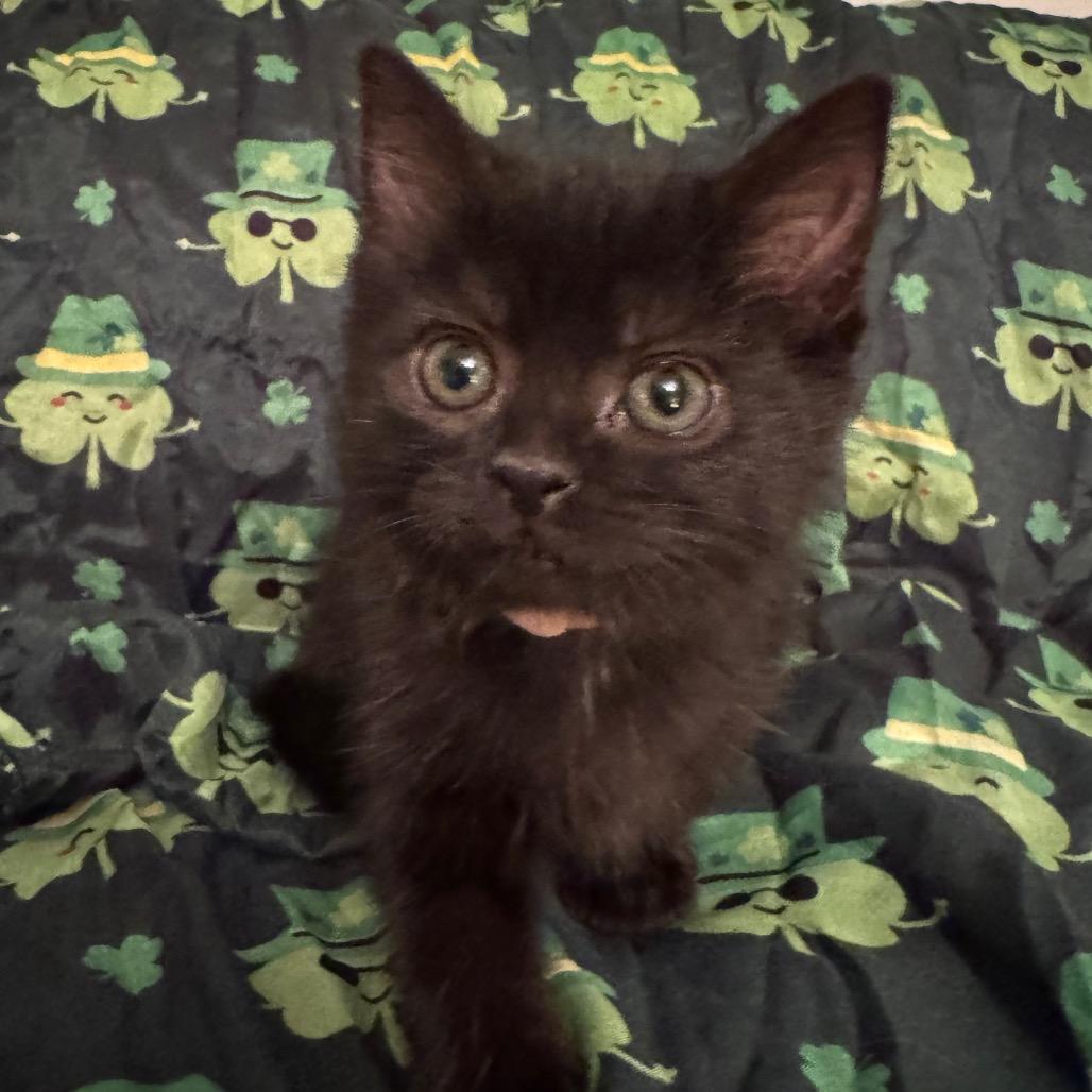 Clover, a Adoptable Domestic Short Hair in La Grange, KY image 2/3