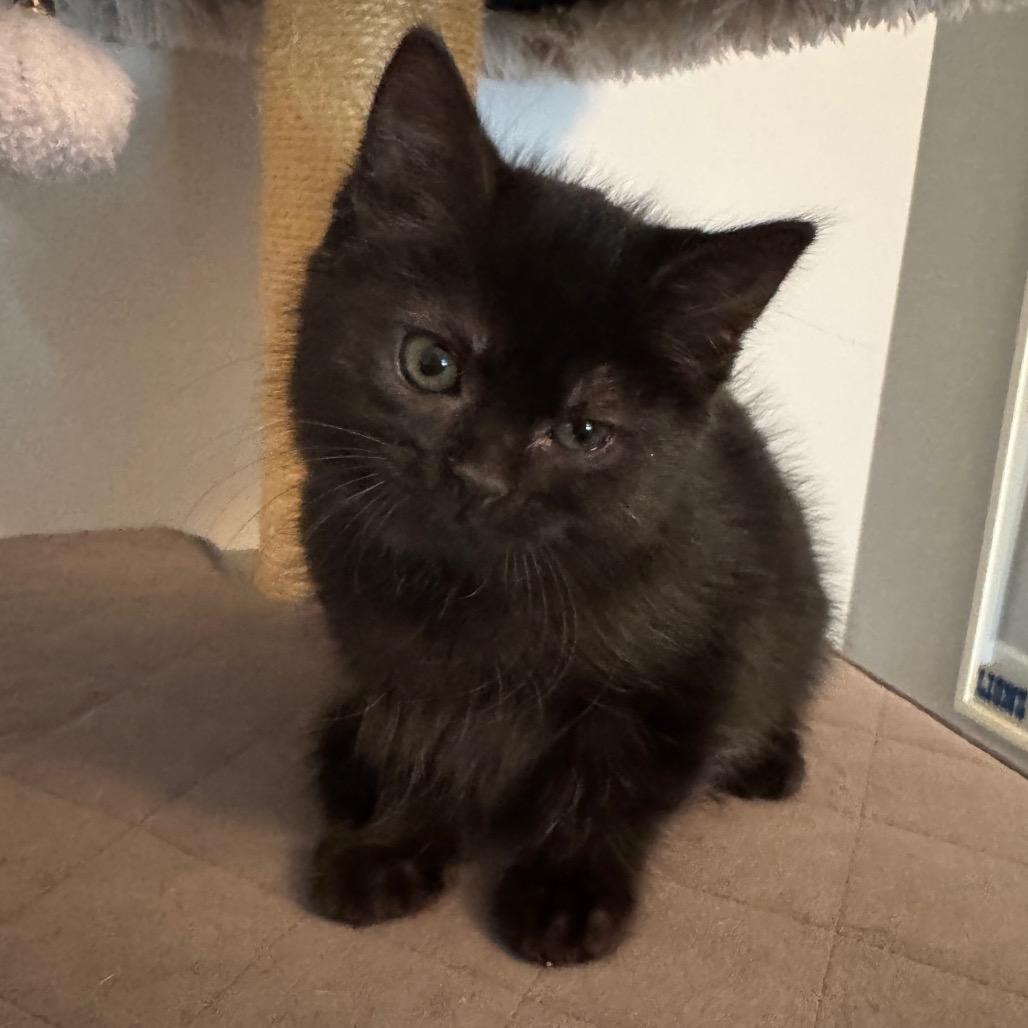 Clover, a Adoptable Domestic Short Hair in La Grange, KY image 3/3