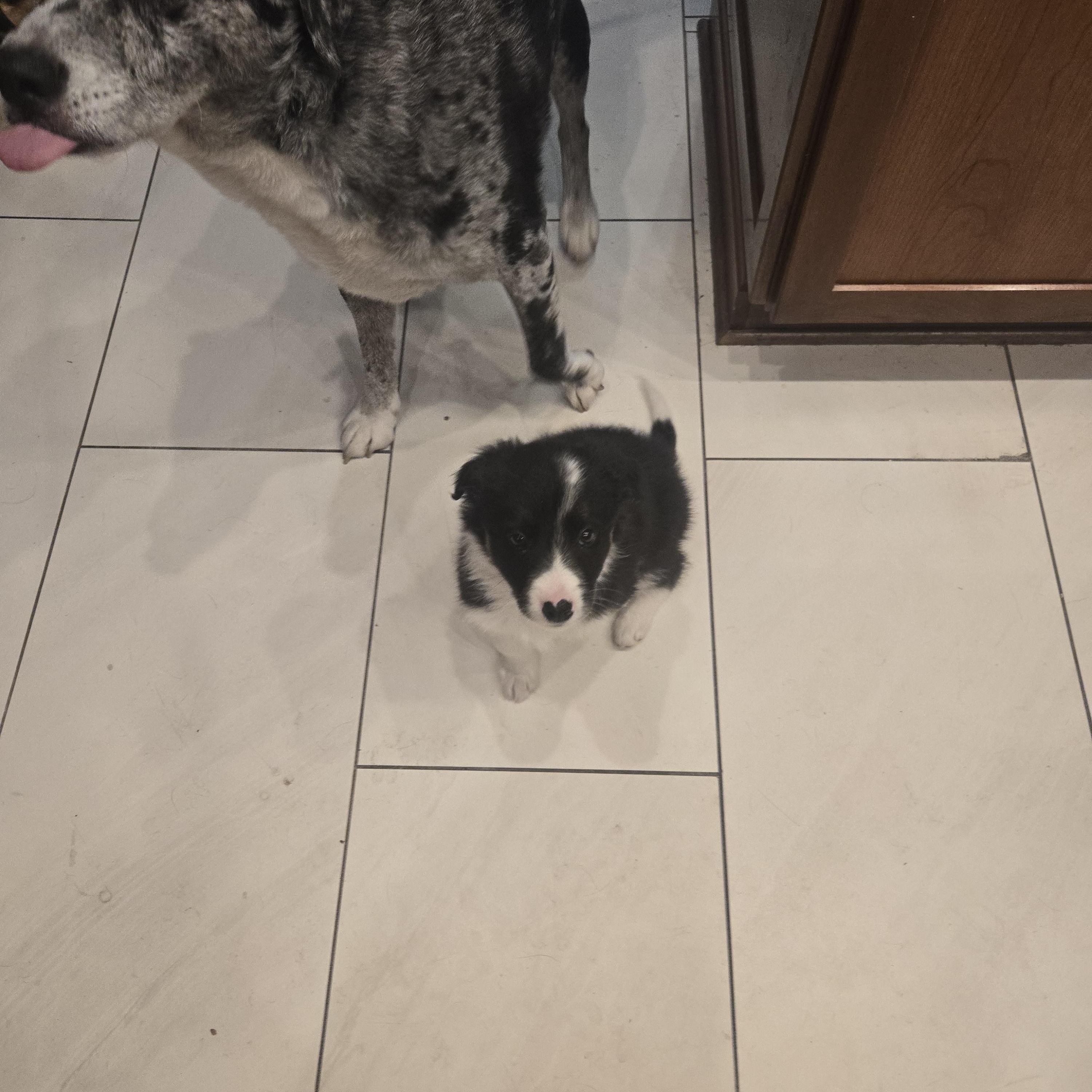 Enlarge Bolt. ADOPTED, a ADOPTABLE mixed breed in Union Grove, WI image 3/4