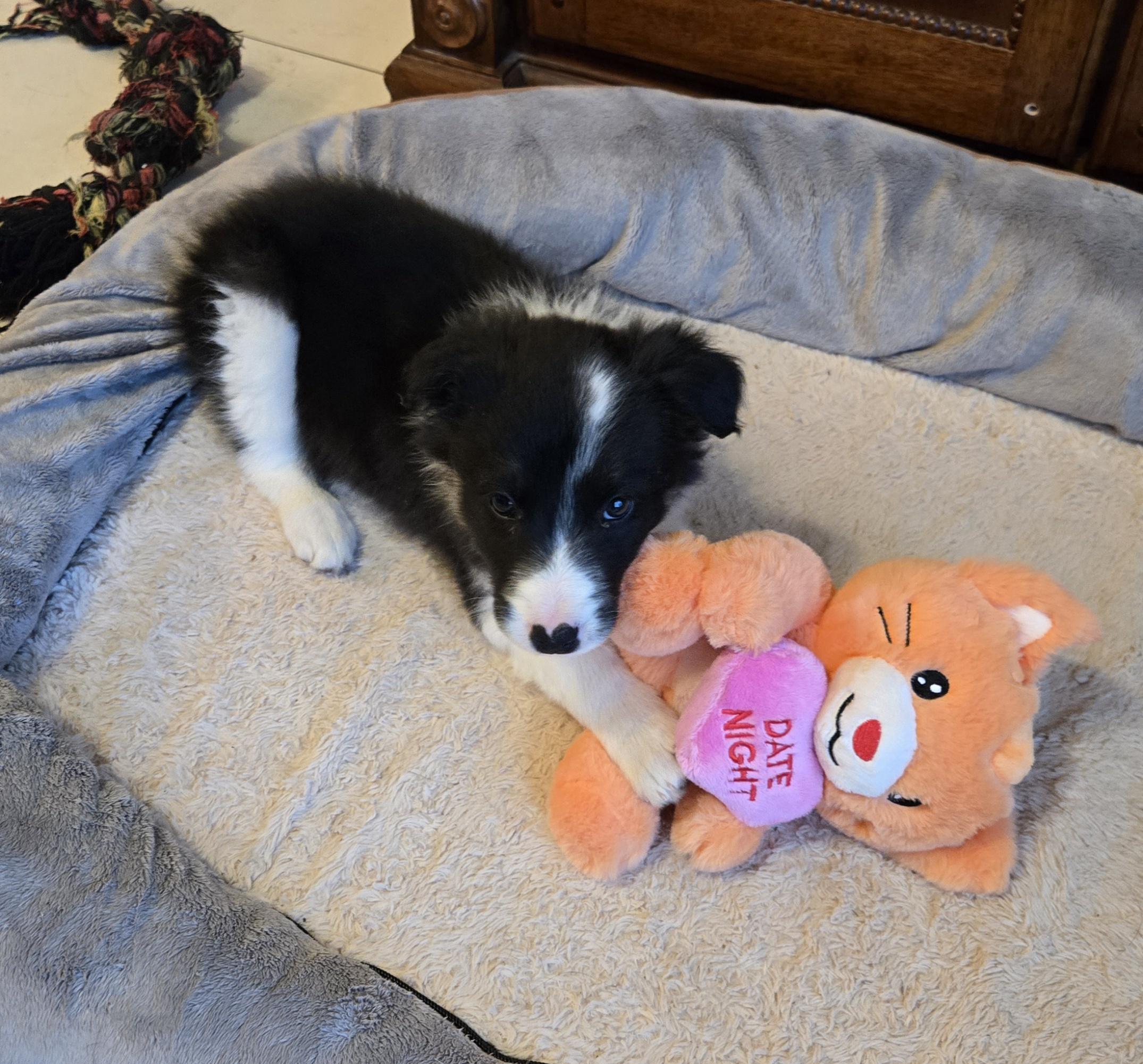 Enlarge Bolt. ADOPTED, a ADOPTABLE mixed breed in Union Grove, WI image 2/4