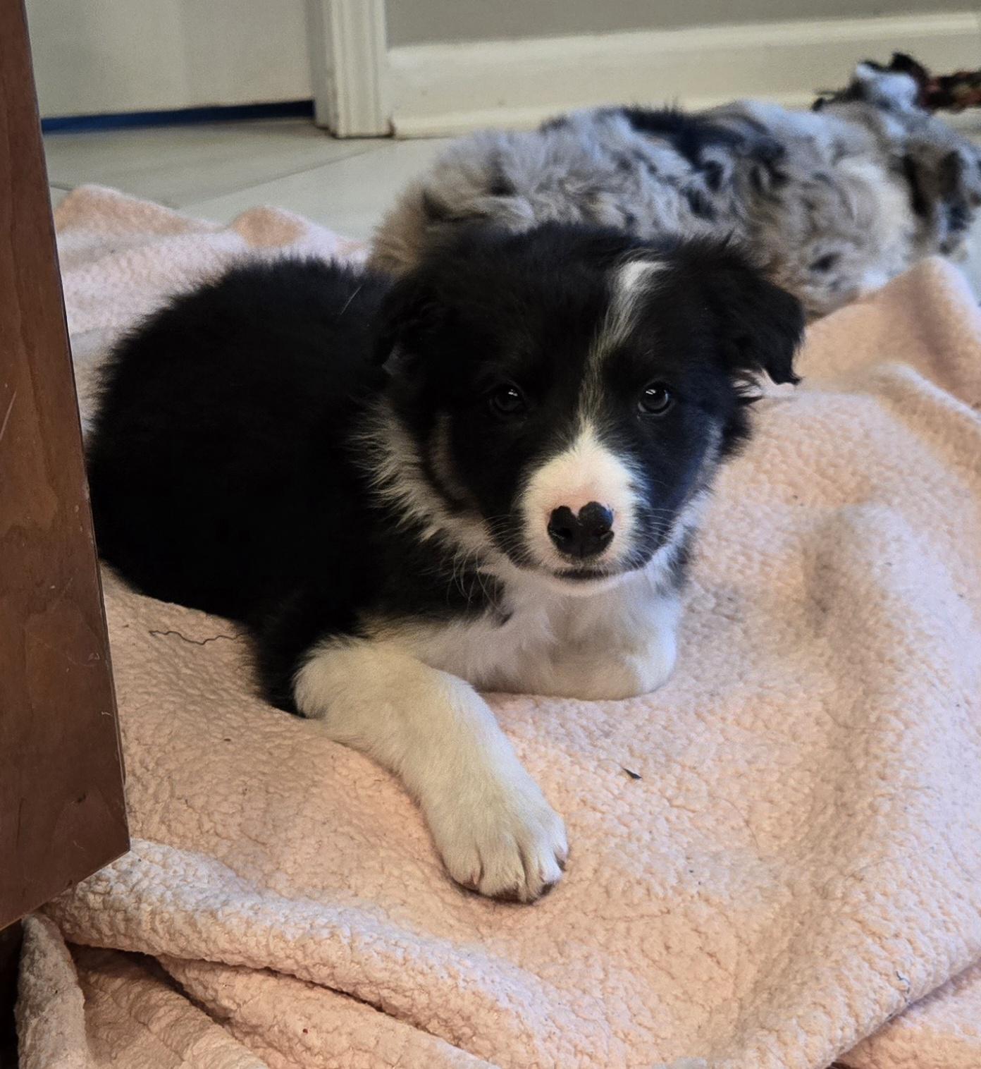 Bolt. ADOPTED, ADOPTABLE, Puppy Male Australian Shepherd.