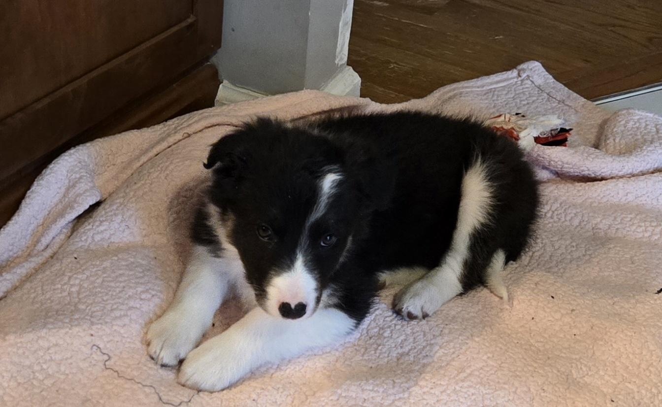 Enlarge Bolt. ADOPTED, a ADOPTABLE mixed breed in Union Grove, WI image 4/4