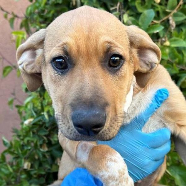 Enlarge Caliente, a Adoptable mixed breed in Walnut Creek, CA image 1/1