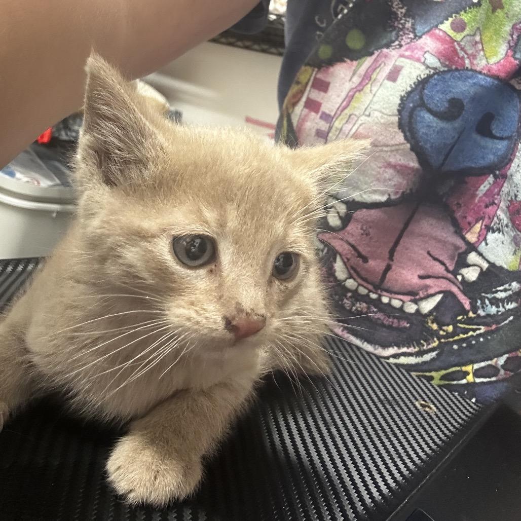 Enlarge Stubbs, a Adoptable Domestic Short Hair in Ashland, OR image 1/3