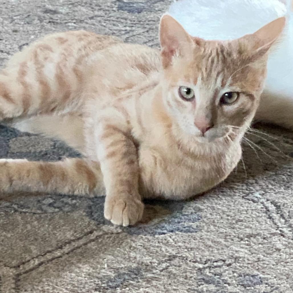 Enlarge Stubbs, a Adoptable Domestic Short Hair in Ashland, OR image 3/3