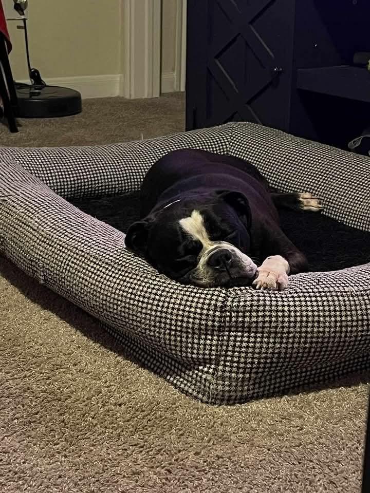 Ellie mae, Adult Female Bulldog