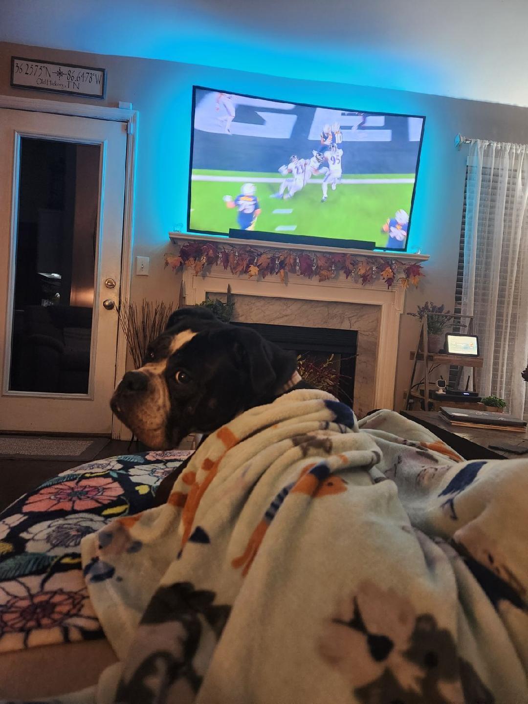 Ellie mae, a Adoptable mixed breed in Antioch, TN image 2/5