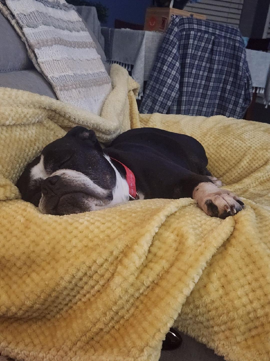 Ellie mae, a Adoptable mixed breed in Antioch, TN image 3/5