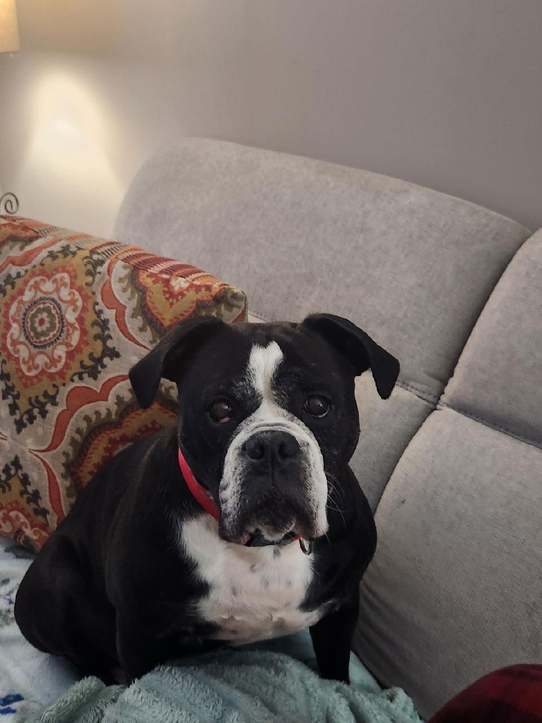 Ellie mae, a Adoptable mixed breed in Antioch, TN image 4/5