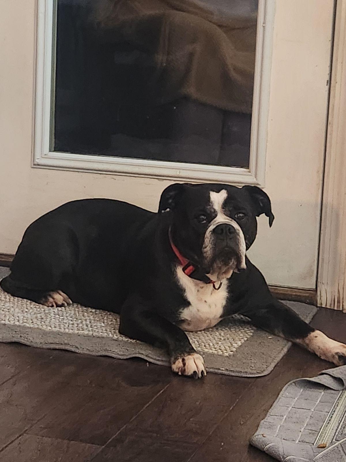 Ellie mae, a Adoptable mixed breed in Antioch, TN image 5/5