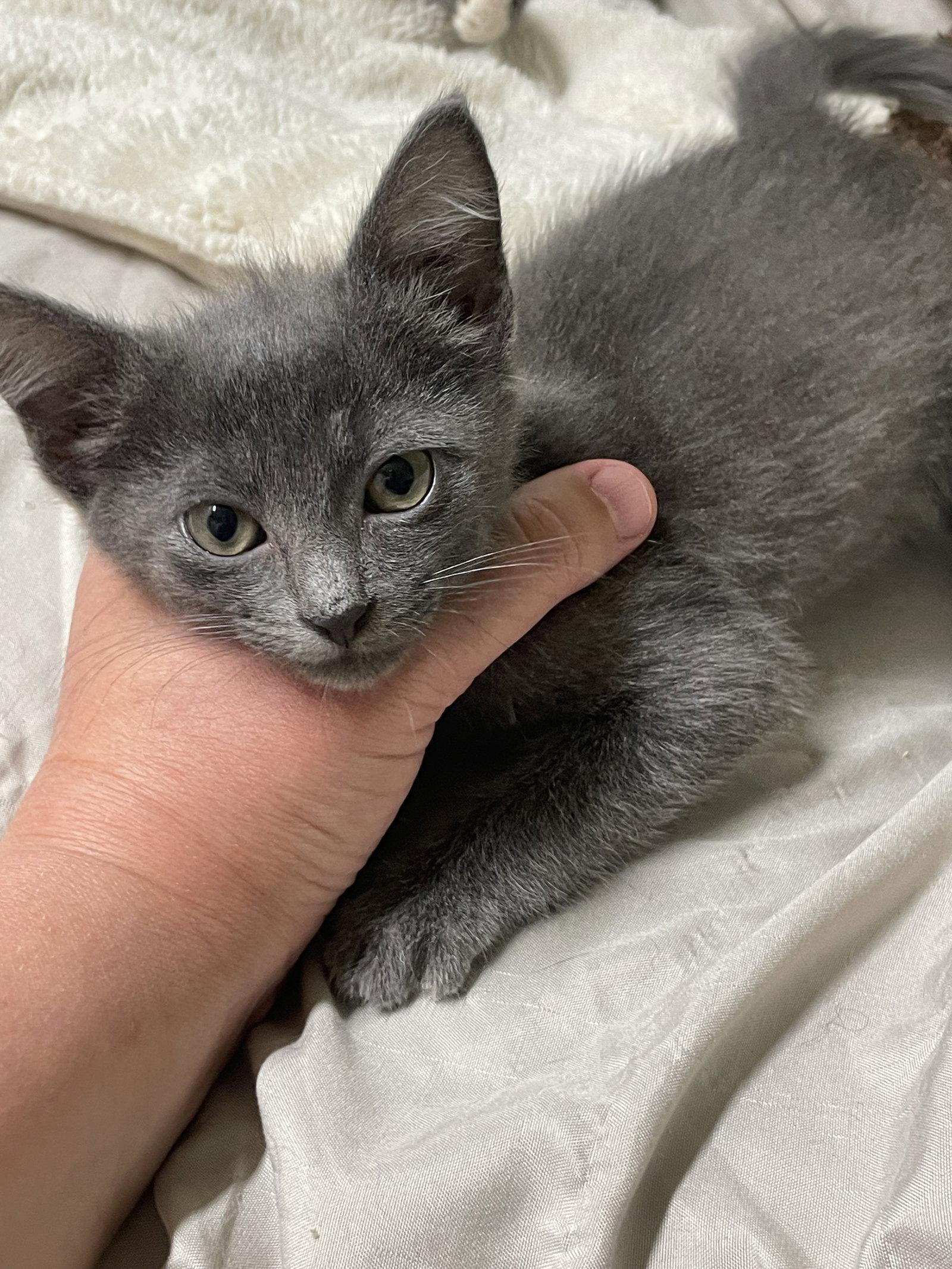Enlarge Stardust, a Adoptable Domestic Short Hair in Stover, MO image 1/3
