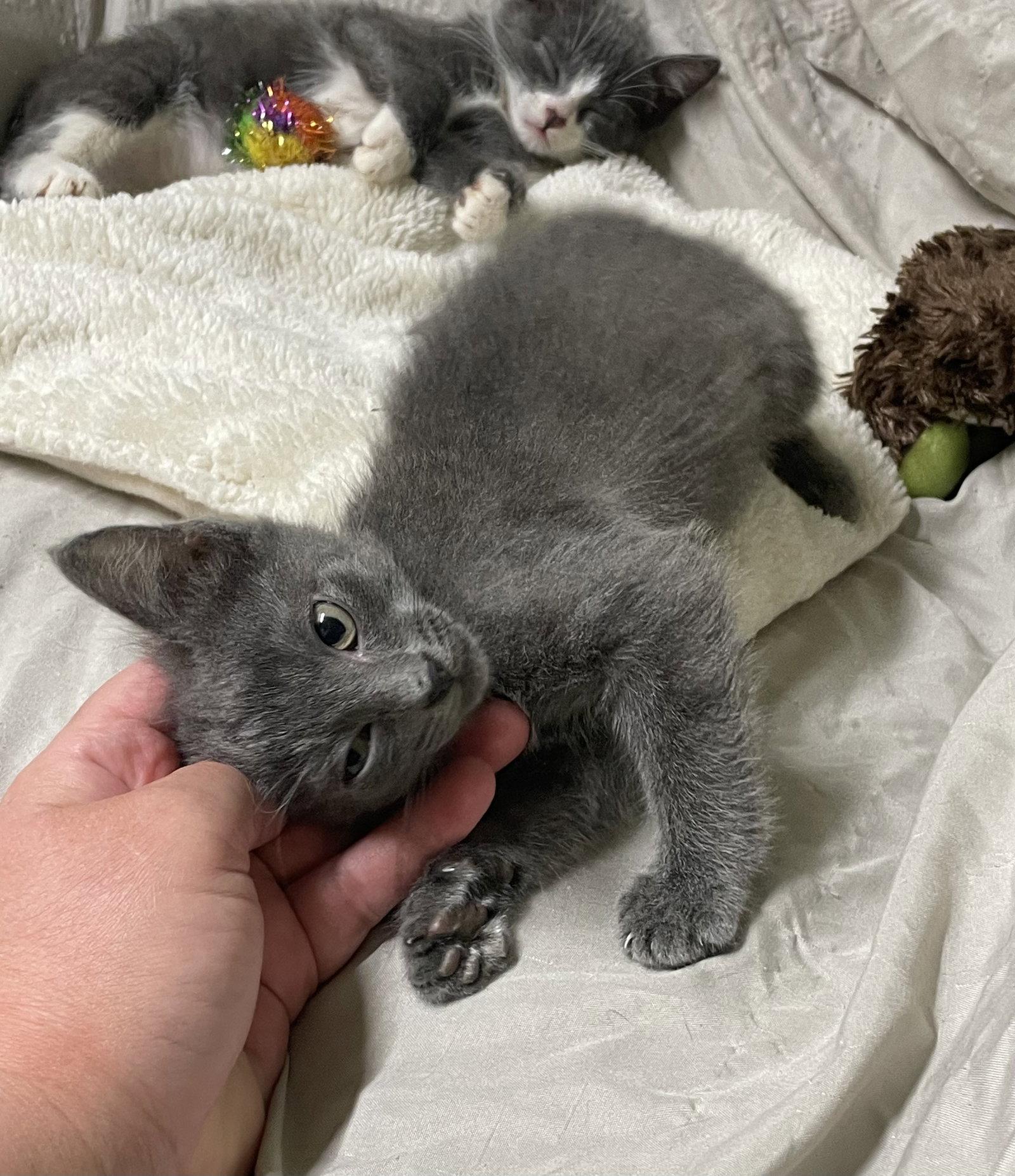 Enlarge Stardust, a Adoptable Domestic Short Hair in Stover, MO image 2/3