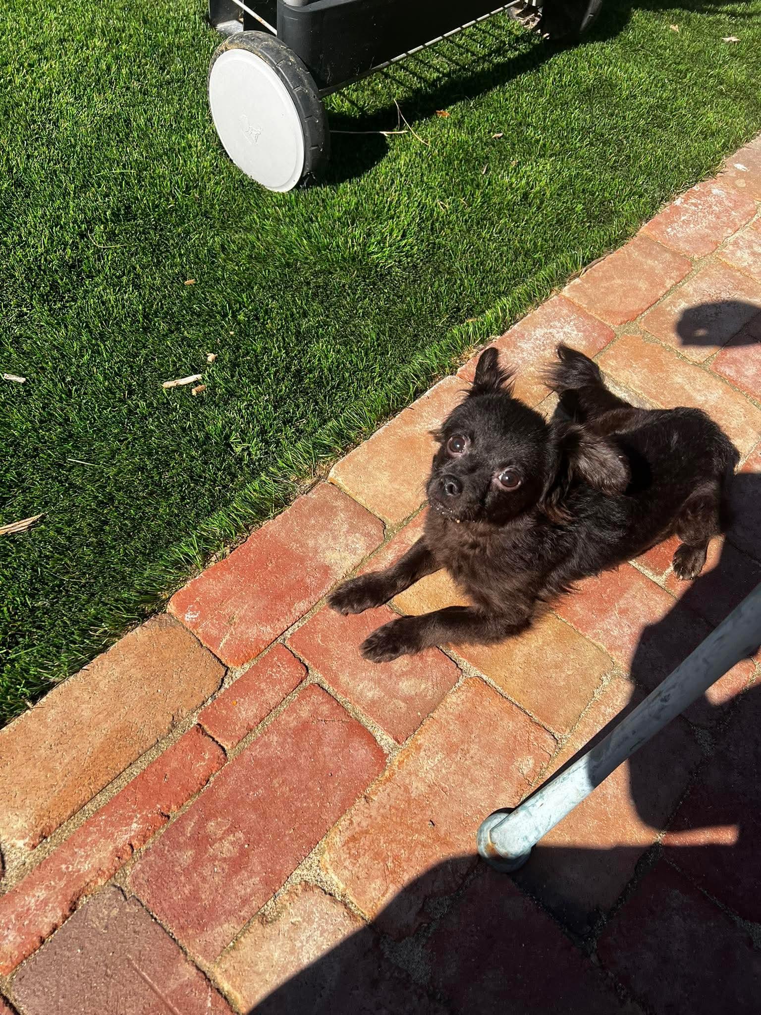 Enlarge Kissy, a ADOPTABLE mixed breed in clayton , CA image 2/5