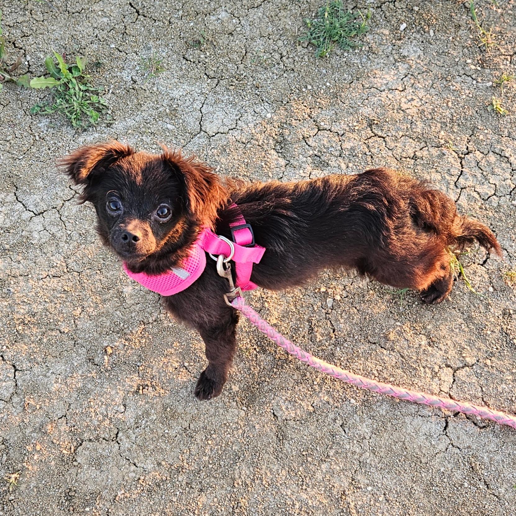 Enlarge Kissy, a ADOPTABLE mixed breed in clayton , CA image 5/5