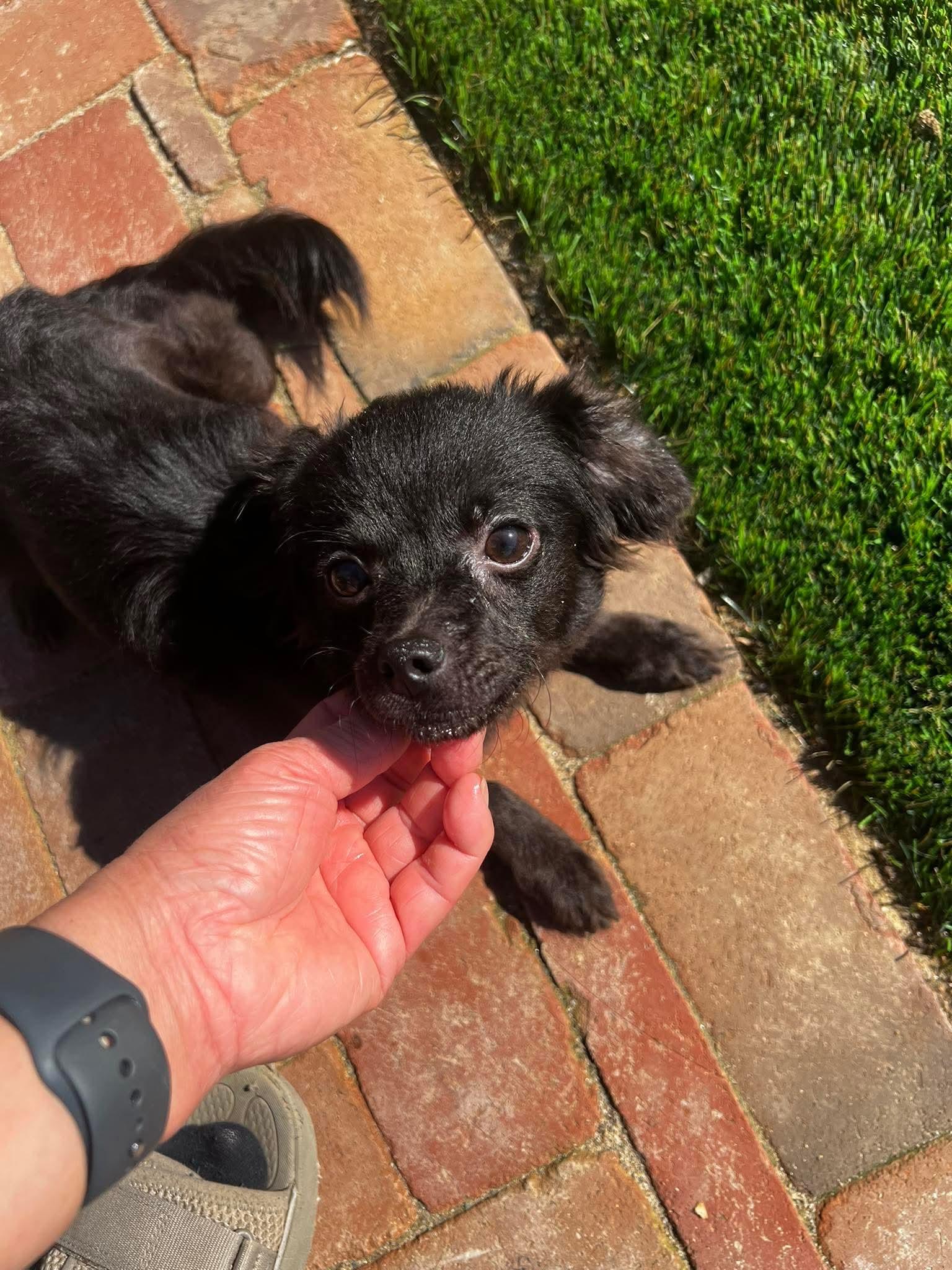 Enlarge Kissy, a ADOPTABLE mixed breed in clayton , CA image 4/5