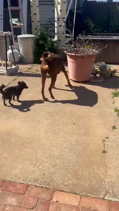 Enlarge Kissy, a ADOPTABLE mixed breed in clayton , CA video 3/5