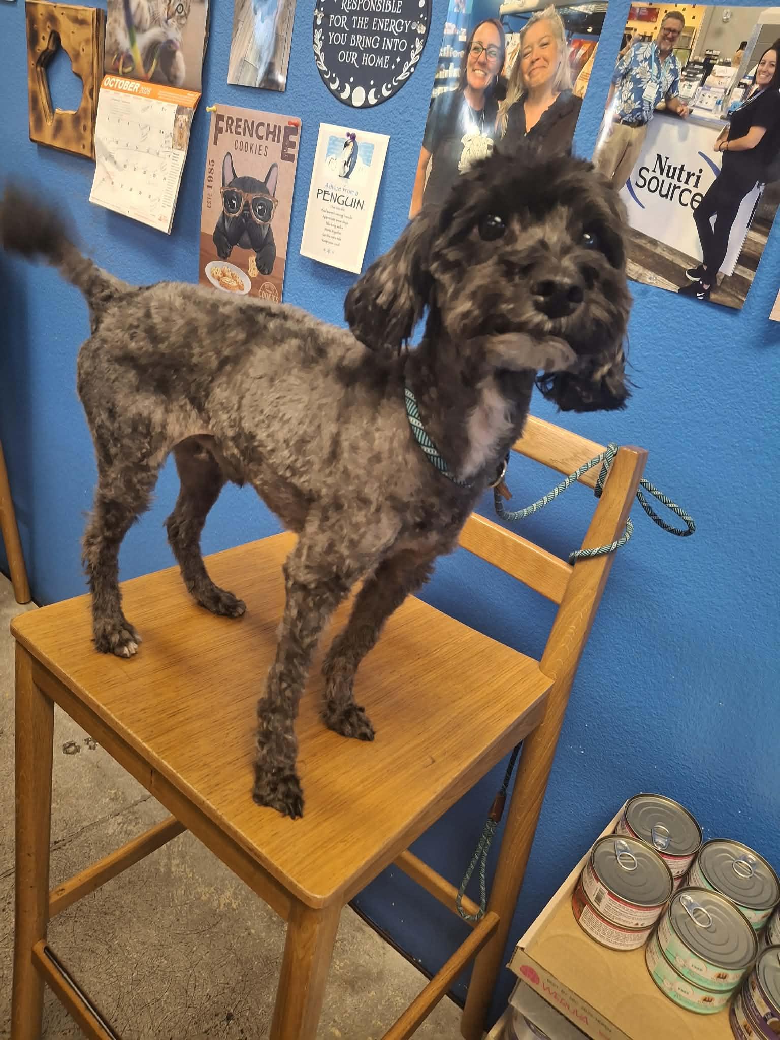 Enlarge Oreo, a Adopted mixed breed in Las Vegas, NV image 1/2