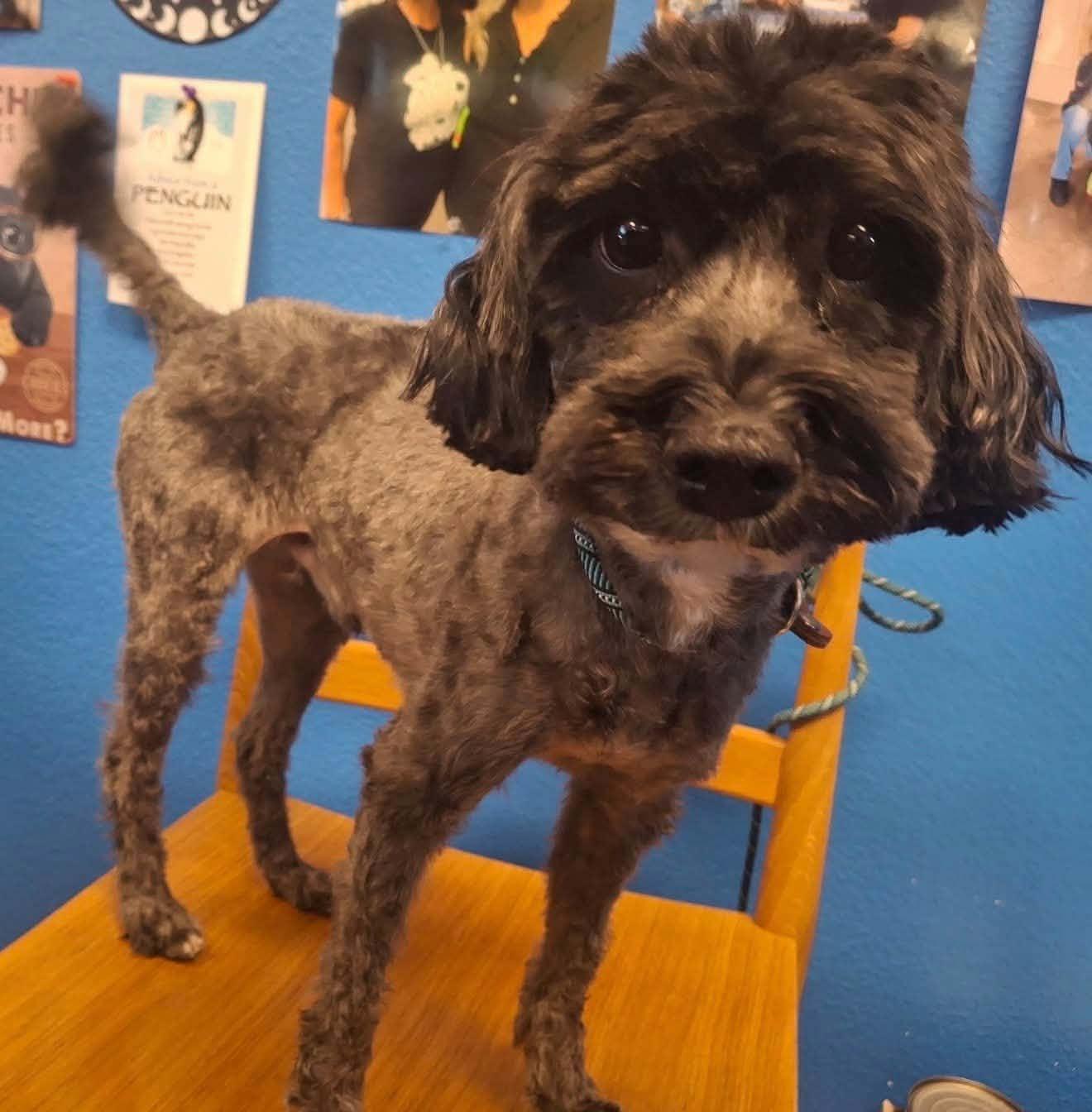 Enlarge Oreo, a Adopted mixed breed in Las Vegas, NV image 2/2