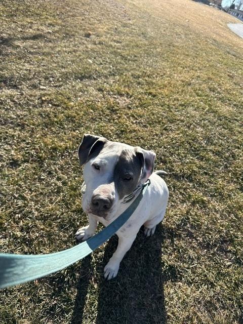 Enlarge Dude, a Adoptable mixed breed in Littleton, CO image 4/6