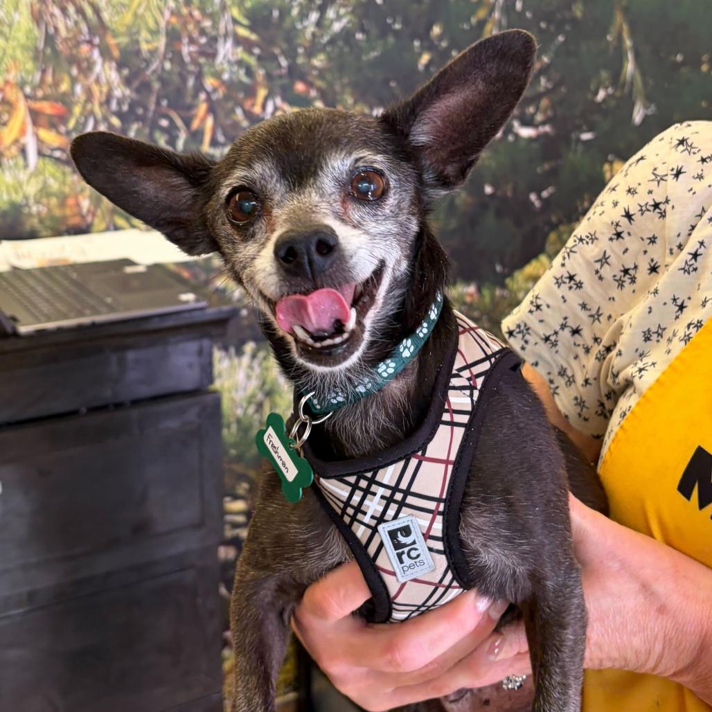 Enlarge Freshman 14461, a Adoptable Chihuahua in San Francisco, CA image 1/6