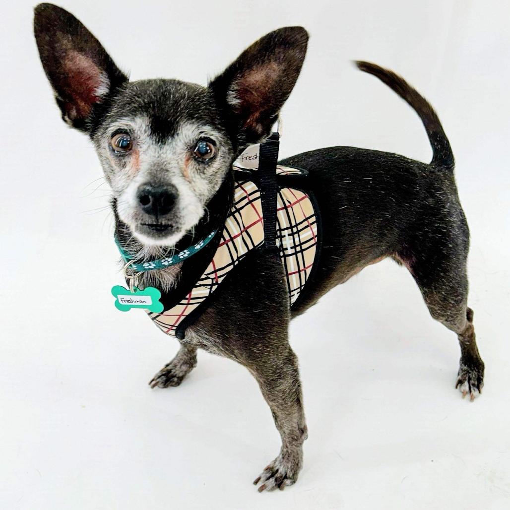Enlarge Freshman 14461, a Adoptable Chihuahua in San Francisco, CA image 2/6