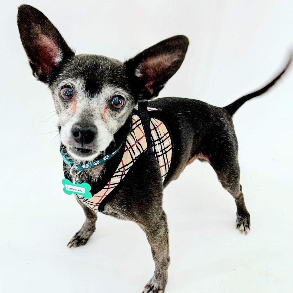 Enlarge Freshman 14461, a Adoptable Chihuahua in San Francisco, CA image 3/6