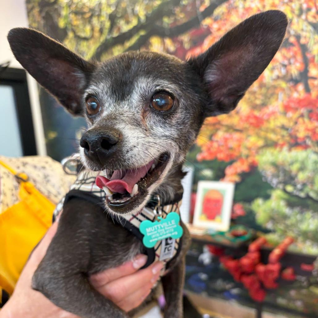 Enlarge Freshman 14461, a Adoptable Chihuahua in San Francisco, CA image 4/6