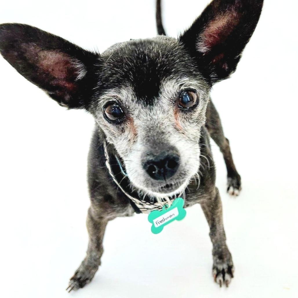 Enlarge Freshman 14461, a Adoptable Chihuahua in San Francisco, CA image 5/6