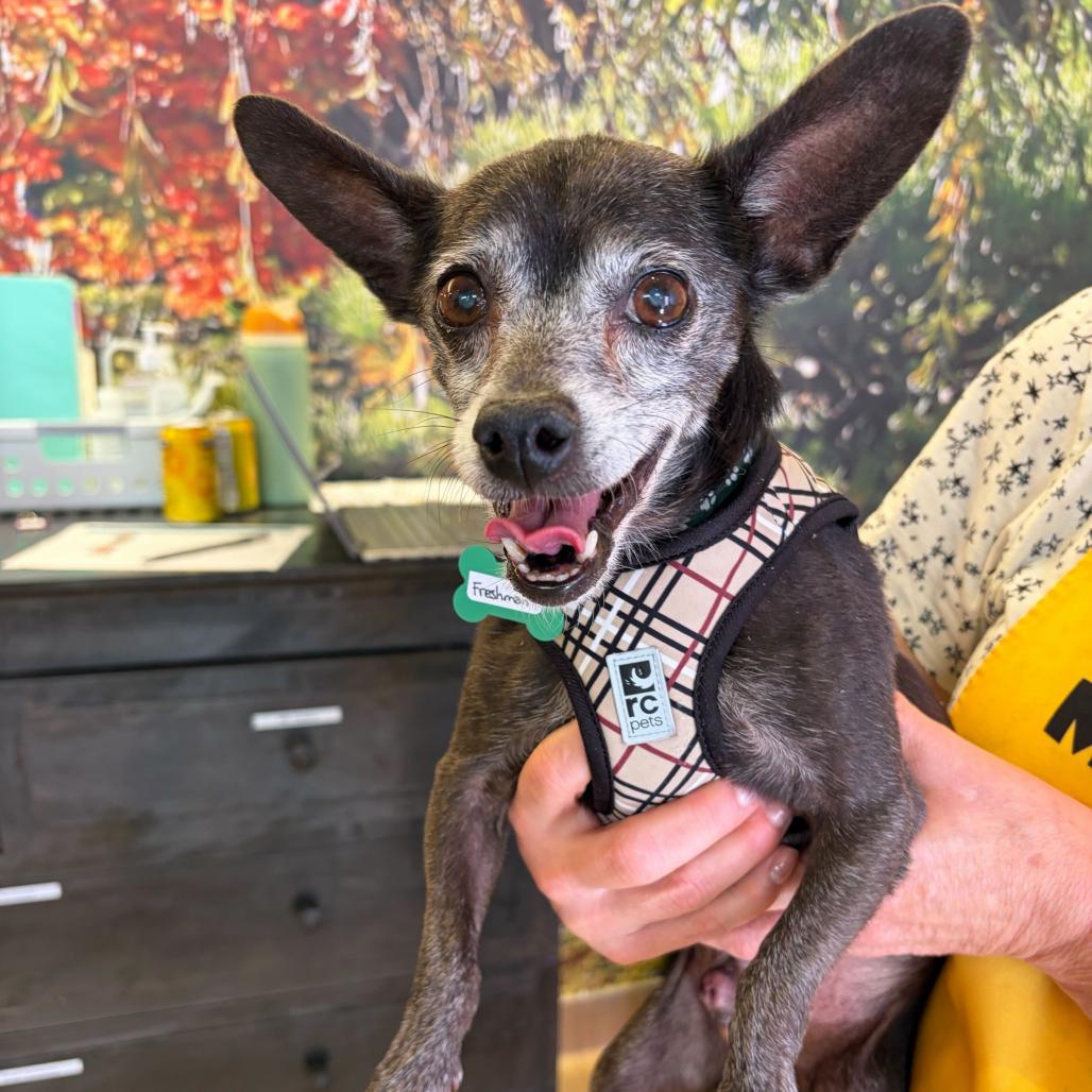 Enlarge Freshman 14461, a Adoptable Chihuahua in San Francisco, CA image 6/6