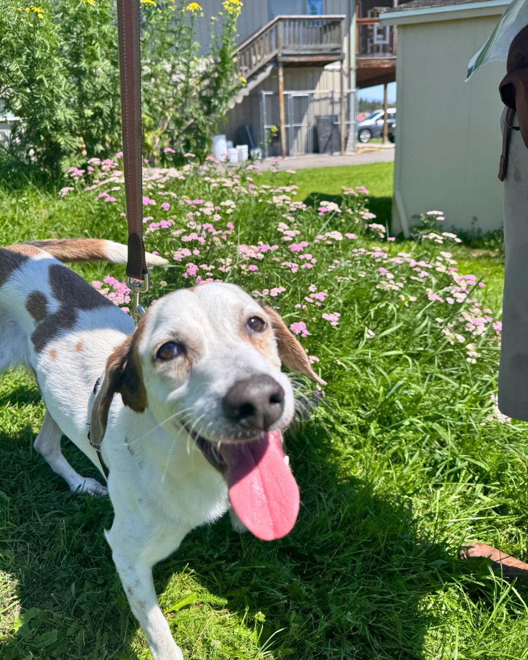 Spyro, an adoptable Mixed Breed in Missoula, MT, 59808 | Photo Image 1