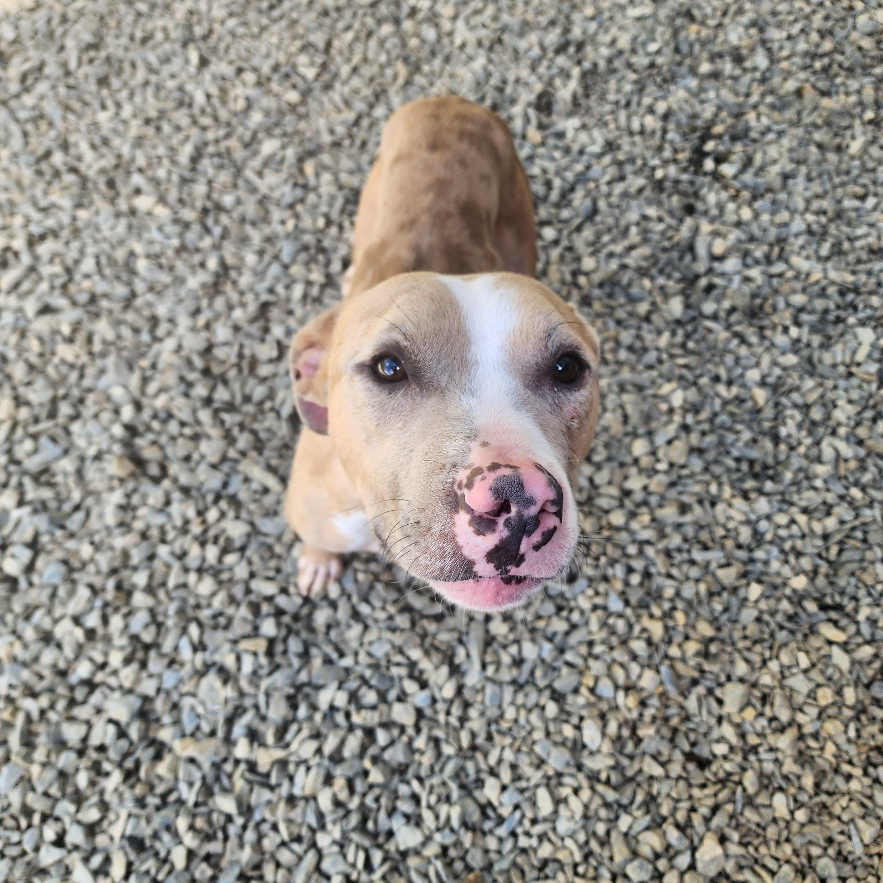 Enlarge Romeo, a Adoptable mixed breed in Carlise , AR image 4/4