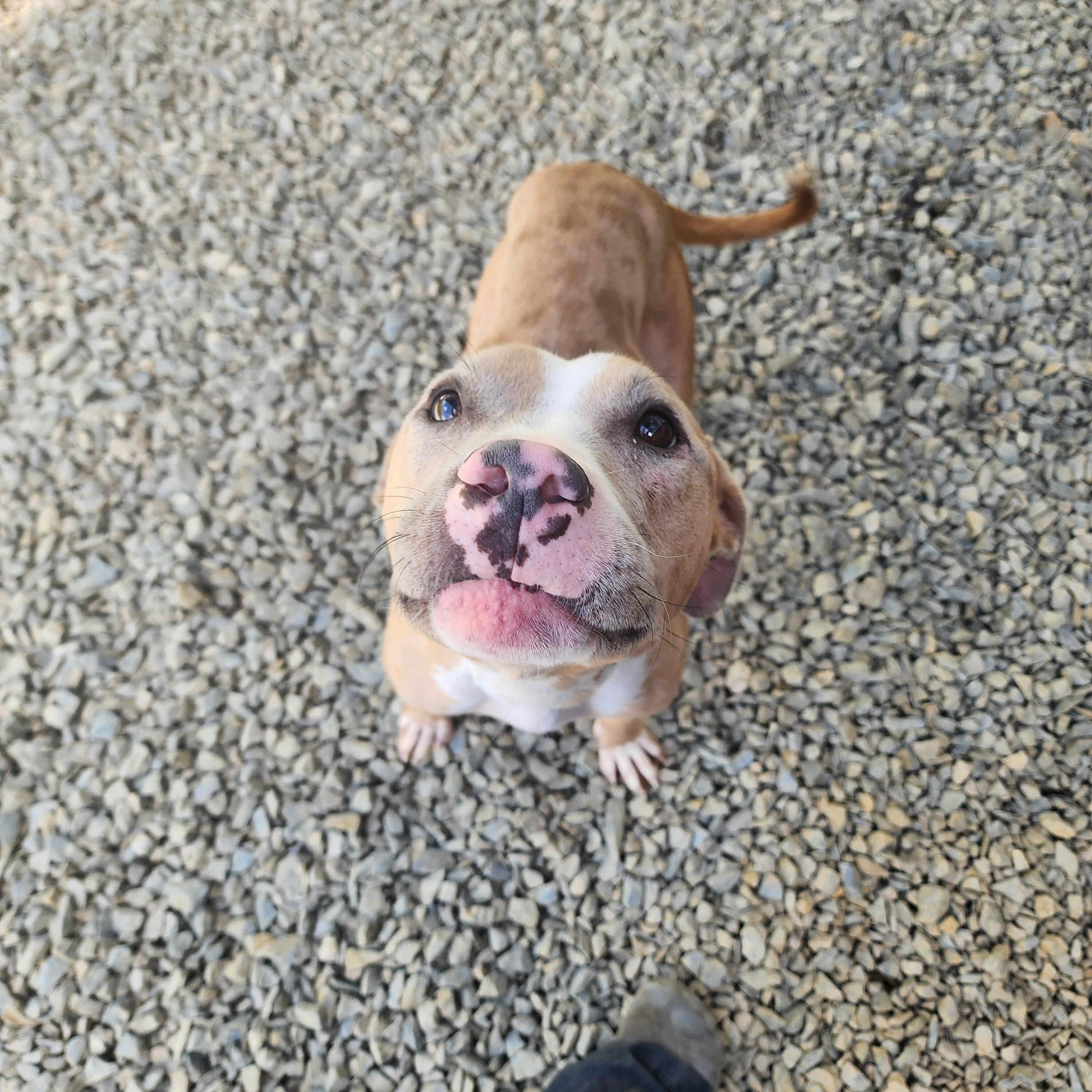 Enlarge Romeo, a Adoptable mixed breed in Carlise , AR image 3/4